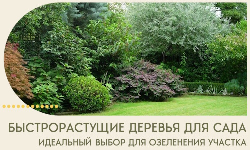 Быстрорастущие деревья для сада идеальный выбор в Курганинске