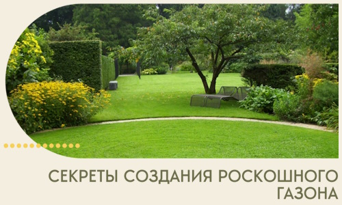Секреты создания роскошного газона в Курганинске