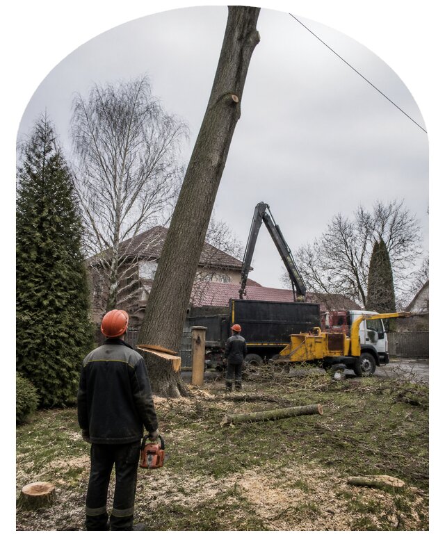 Валка деревьев на участке и расчистка территории в Курганинске